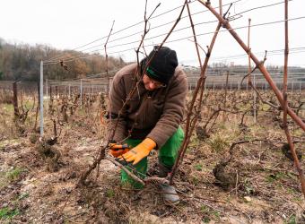 taille de la vigne