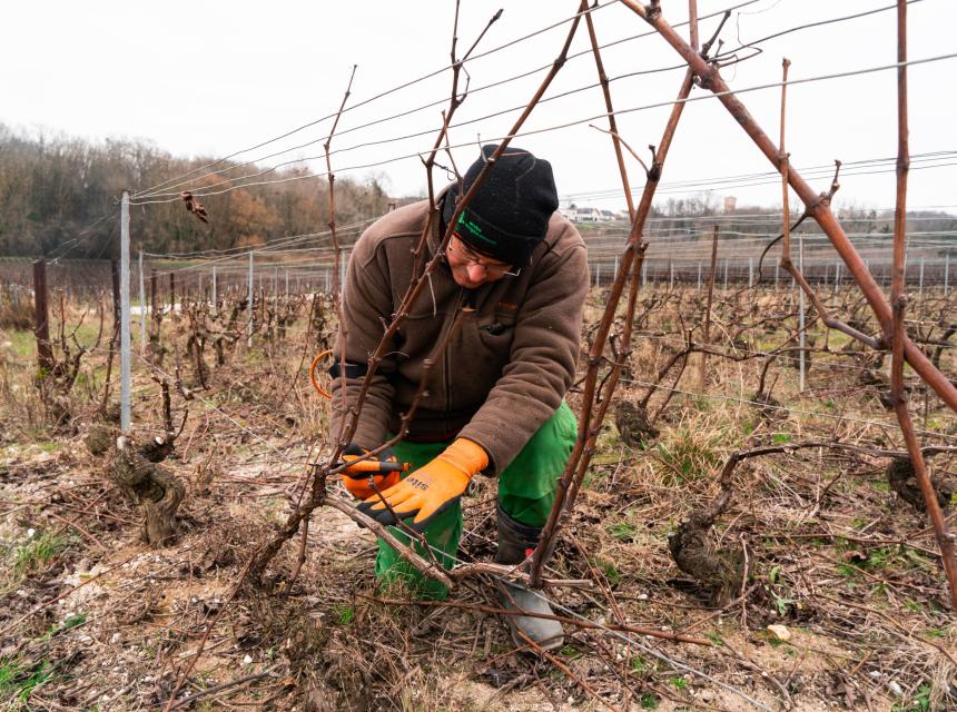 taille de la vigne
